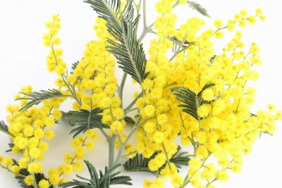 Acacia dealbata (Mimosa/Silver Wattle) seeds - RP Seeds