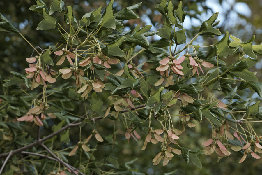 Acer buergerianum (Trident Maple) seeds - RP Seeds