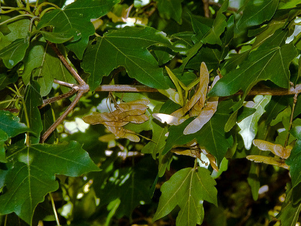 Acer campestre (Field Maple) seeds - RP Seeds