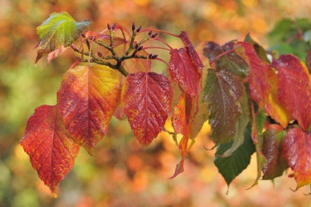 Acer capillipes (Red Snake-Bark Maple) seeds - RP Seeds