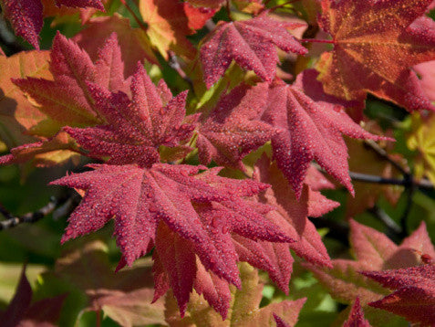 Acer circinatum (Vine Maple) seeds - RP Seeds