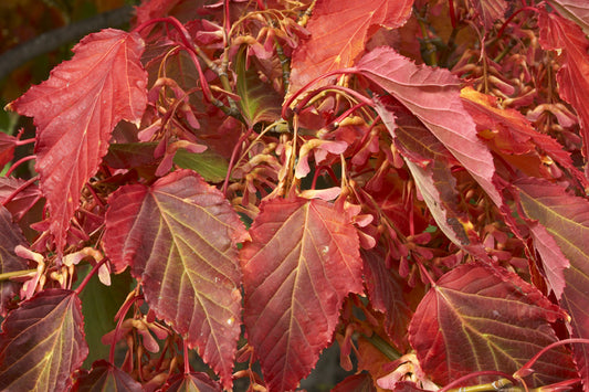 Acer davidii (Pere David's Maple) seeds - RP Seeds