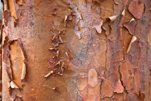 Acer griseum (Paper Bark Maple) seeds - RP Seeds