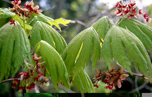 Acer japonicum aconitifolium (Full Moon Maple) seeds - RP Seeds