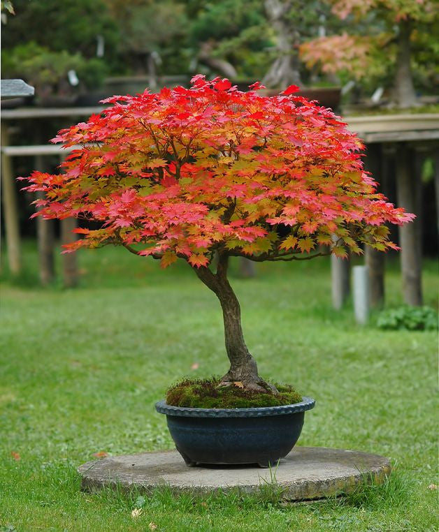 Acer japonicum aconitifolium (Full Moon Maple) seeds - RP Seeds