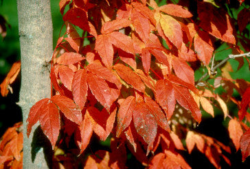 Acer mandschuricum (Manchurian Maple) seeds - RP Seeds