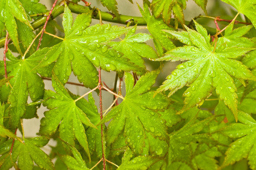 Acer palmatum (Japanese Maple) seeds - RP Seeds