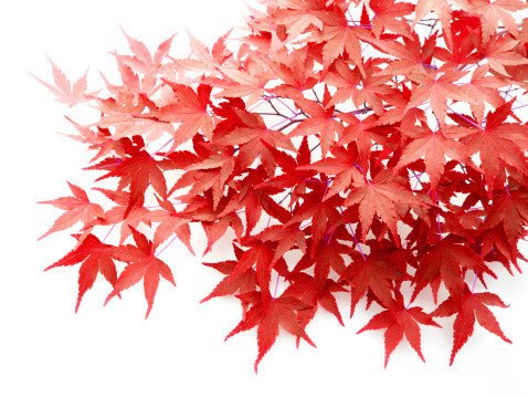Acer palmatum (Japanese Maple) seeds - RP Seeds