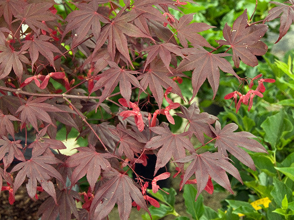 Acer palmatum atropurpureum (Blood Leaf Japanese Maple) seeds - RP Seeds