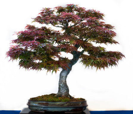 Acer palmatum (Japanese Maple) seeds - RP Seeds
