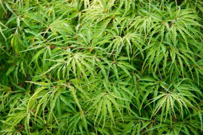 Acer palmatum dissectum (Cut Leaf Japanese Maple) seeds - RP Seeds