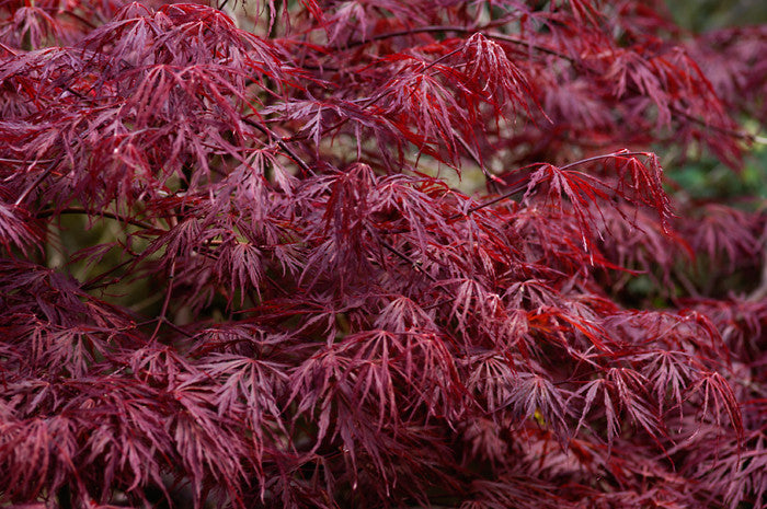 Acer palmatum dissectum atropurpureum (Cut Leaf Japanese Maple) seeds - RP Seeds