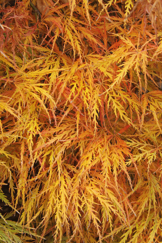 Acer palmatum dissectum (Cut Leaf Japanese Maple) seeds - RP Seeds