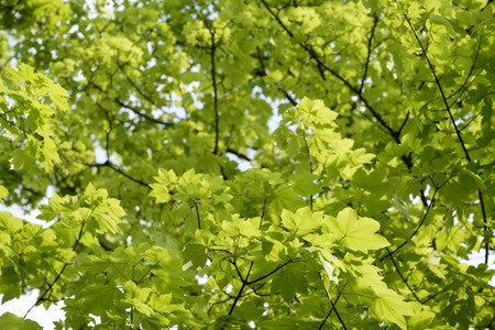 Acer platanoides (Norway Maple) seeds - RP Seeds