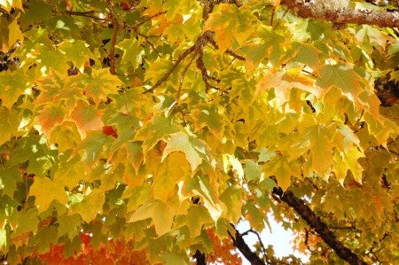 Acer platanoides (Norway Maple) seeds - RP Seeds