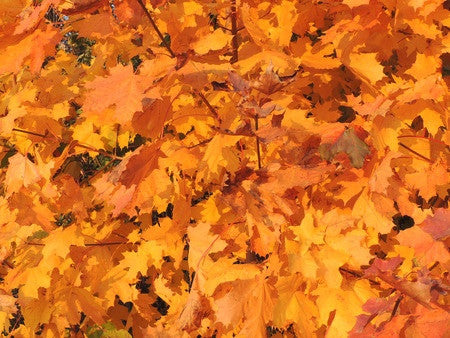 Acer platanoides (Norway Maple) seeds - RP Seeds