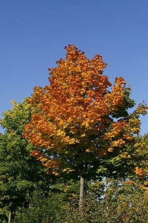 Acer platanoides (Norway Maple) seeds - RP Seeds
