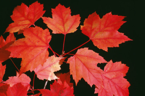 Acer rubrum (Red Maple) seeds - RP Seeds