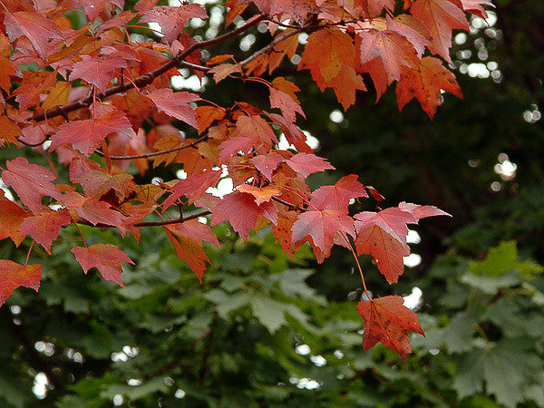 Acer rubrum (Red Maple) seeds - RP Seeds