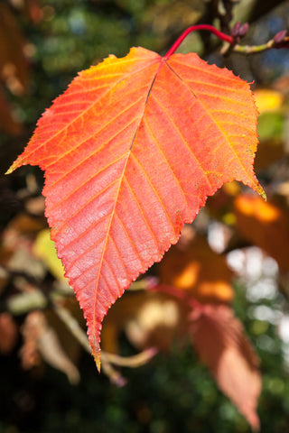 Acer rufinerve (Red Vein Maple) seeds - RP Seeds