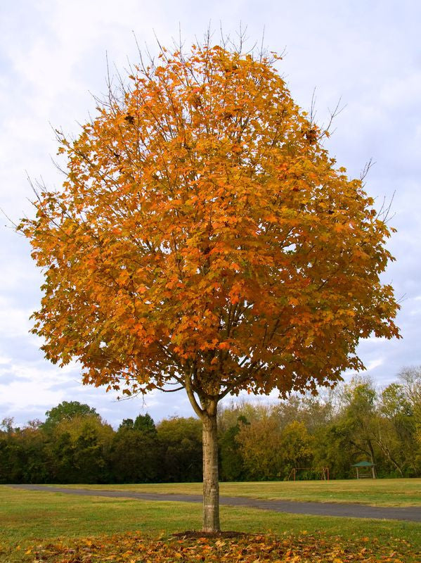 Acer saccharum (Sugar Maple) seeds - RP Seeds