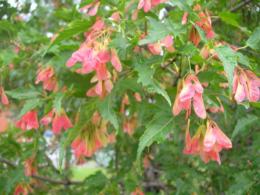 Acer tataricum (Tatarian Maple) seeds - RP Seeds