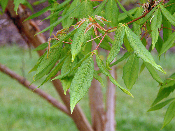 Acer triflorum (Rough Barked Maple) seeds - RP Seeds
