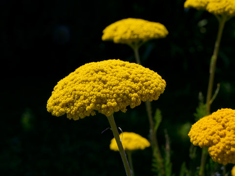 Achillea fillipendula Cloth of Gold (Yarrow) seeds - RP Seeds