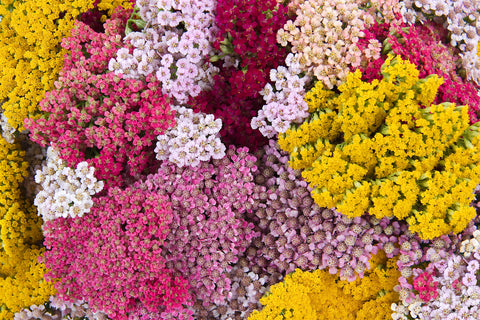 Achillea millefolium Summer Pastels (Yarrow) seeds - RP Seeds