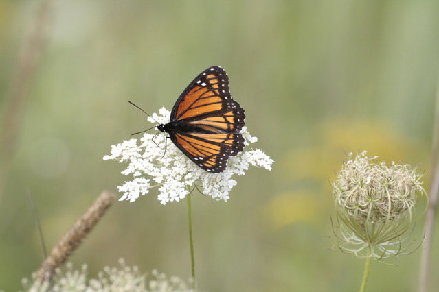 Achillea millefolium (Yarrow) seeds - RP Seeds