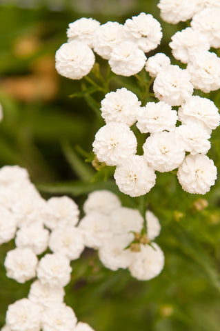 Achillea ptarmica Ballerina (Yarrow) seeds - RP Seeds