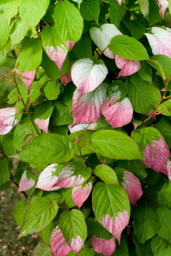 Actinidia kolomikta seeds - RP Seeds