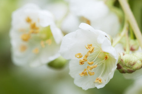 Actinidia kolomikta seeds - RP Seeds