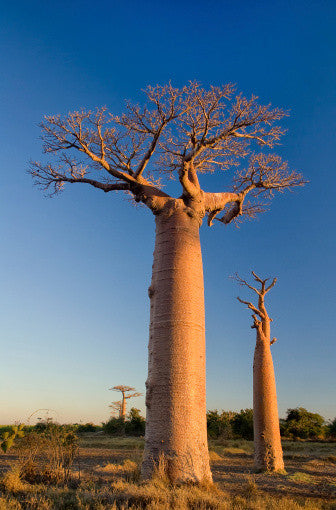 Adansonia digitata (Baobab/Lemonade Tree) seeds - RP Seeds