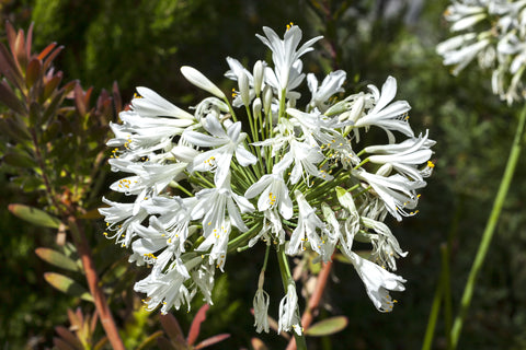 Agapanthus umbellatus albus (African Lily) seeds - RP Seeds