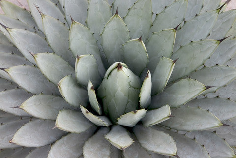 Agave parryi subsp. parryi (Parry's Agave) seeds - RP Seeds