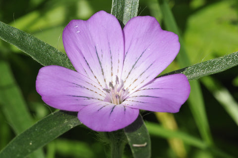 Agrostemma githago  (Corncockle) seeds - RP Seeds
