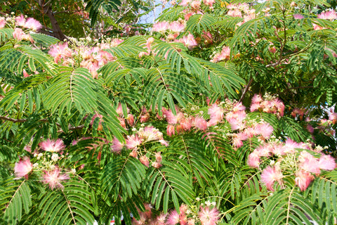 Albizzia julibrissin rosea (Silk Tree) seeds - RP Seeds