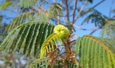 Albizzia lophantha [syn. Paraserianthes] (Plume Albizzia) seeds - RP Seeds