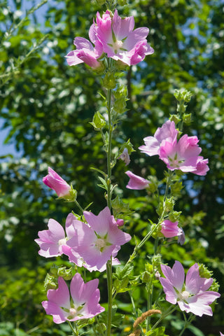 Alcea pallida (Turkish Hollyhock) seeds - RP Seeds