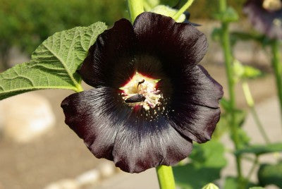 Alcea rosea nigra (Black Hollyhock) seeds - RP Seeds