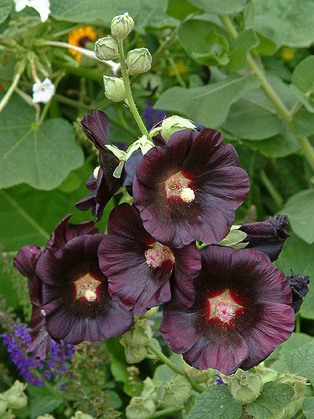 Alcea rosea nigra (Black Hollyhock) seeds - RP Seeds