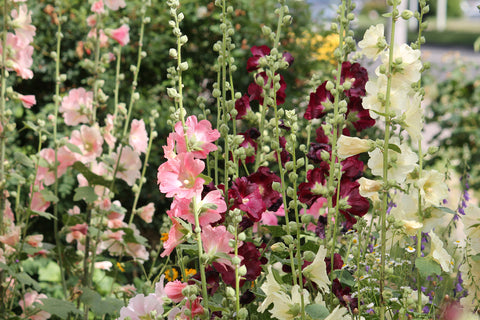 Alcea ficifolia Happy Lights (Antwerp Hollyhock) seeds