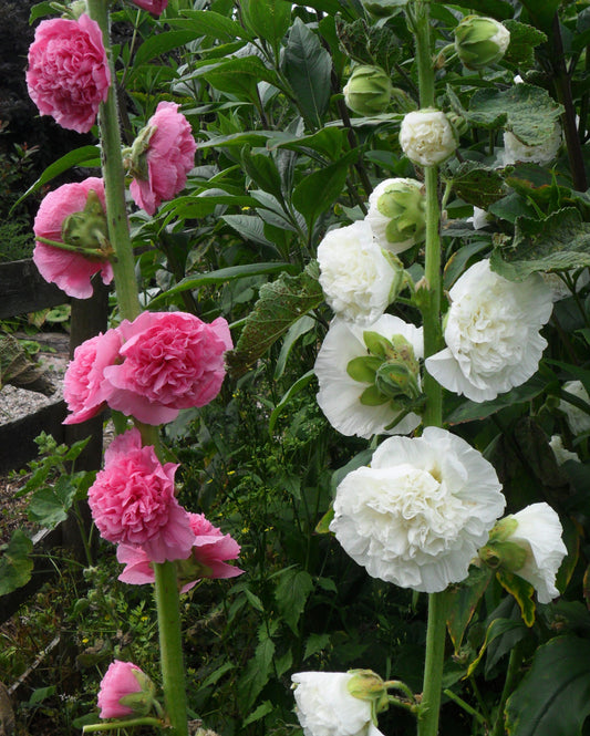 Alcea rosea Chaters Magnificent Mix (Hollyhock) seeds