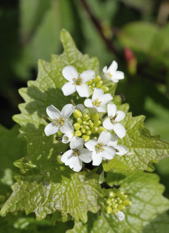 Alliaria petiolata (Garlic Mustard) seeds