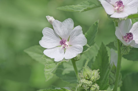 Althaea officinalis (Marsh Mallow) seeds - RP Seeds