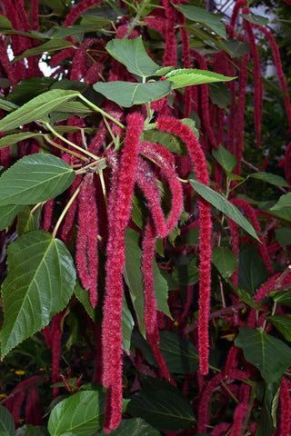 Amaranthus caudatus (Loves-Lies-Bleeding) seeds - RP Seeds