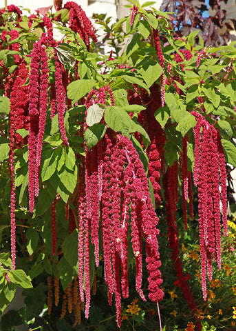 RP Seeds Amaranthus caudatus Love Lies Bleeding 250 seeds £1.95