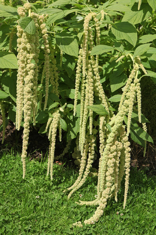 RP Seeds Amaranthus caudatus Green Pearls  250 seeds £1.95