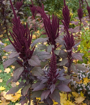 RP Seeds Amaranthus cruentus Velvet Curtains 250 seeds £1.95